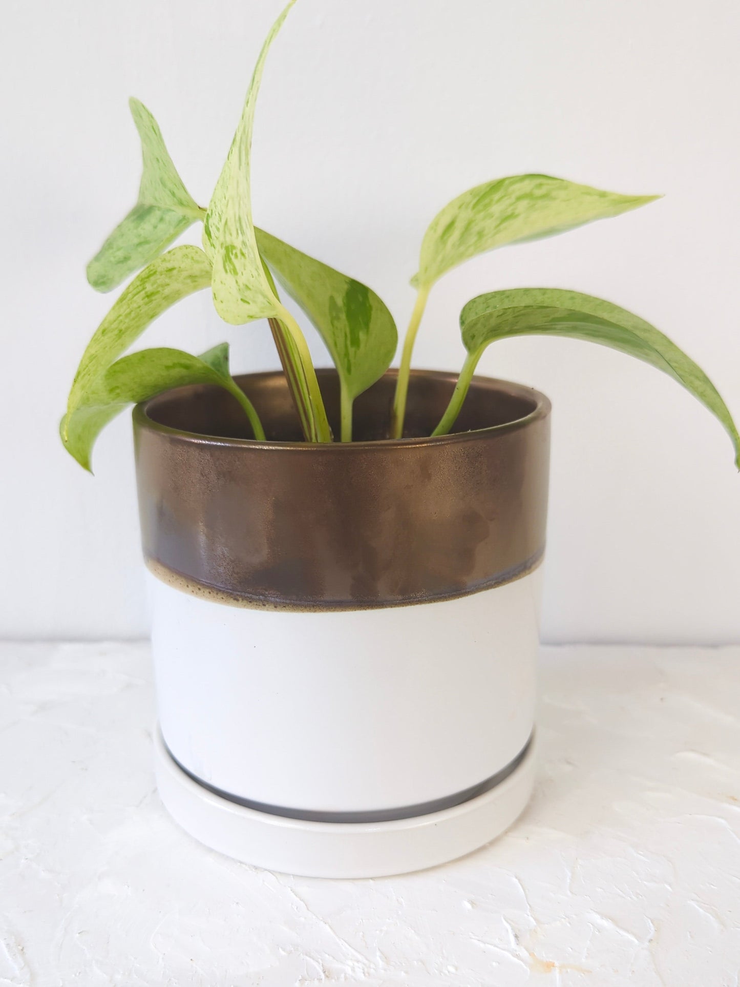 Bronze White Ceramic Plant Pot and Saucer - plant pot from Ash & Rose