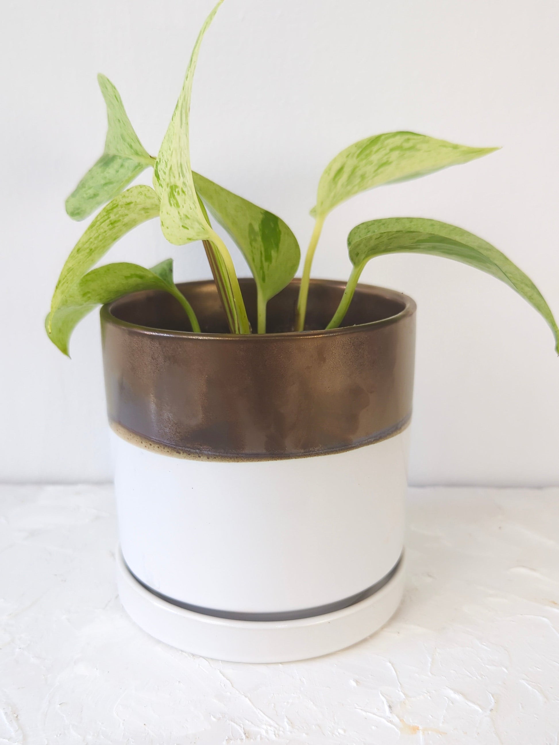 Bronze White Ceramic Plant Pot and Saucer - plant pot from Ash & Rose