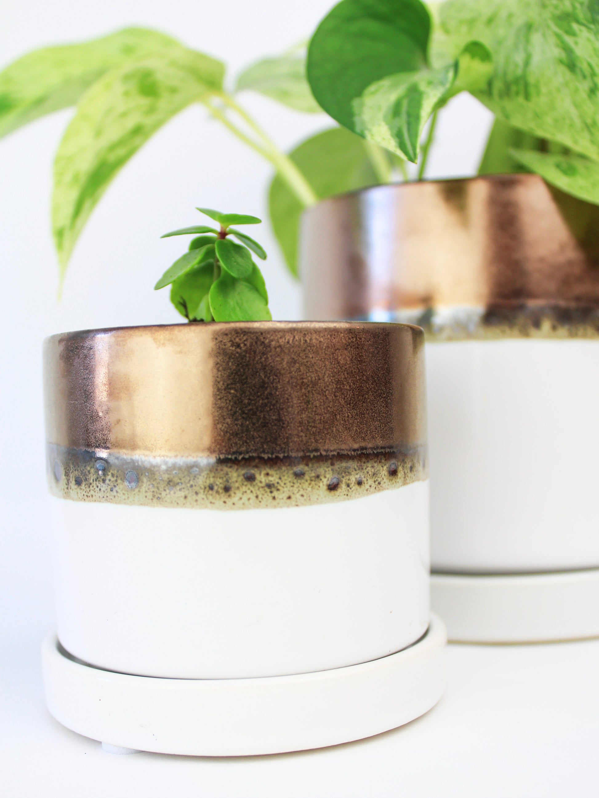 Bronze White Ceramic Plant Pot and Saucer - plant pot from Ash & Rose