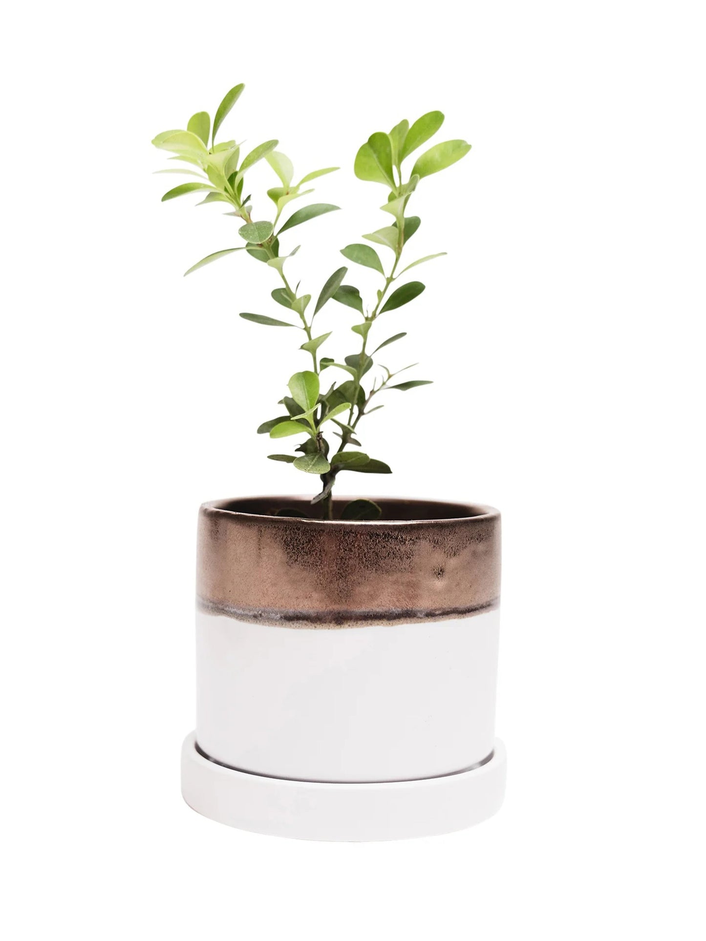 Bronze White Ceramic Plant Pot and Saucer - plant pot from Ash & Rose