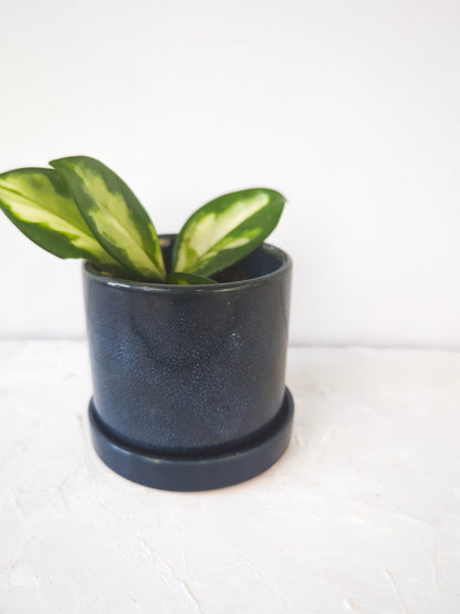 Cosmos Blue 3" Ceramic Plant Pot and Saucer - plant pot from Ash & Rose
