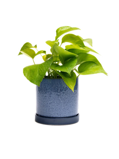 Cosmos Blue 3" Ceramic Plant Pot and Saucer - plant pot from Ash & Rose