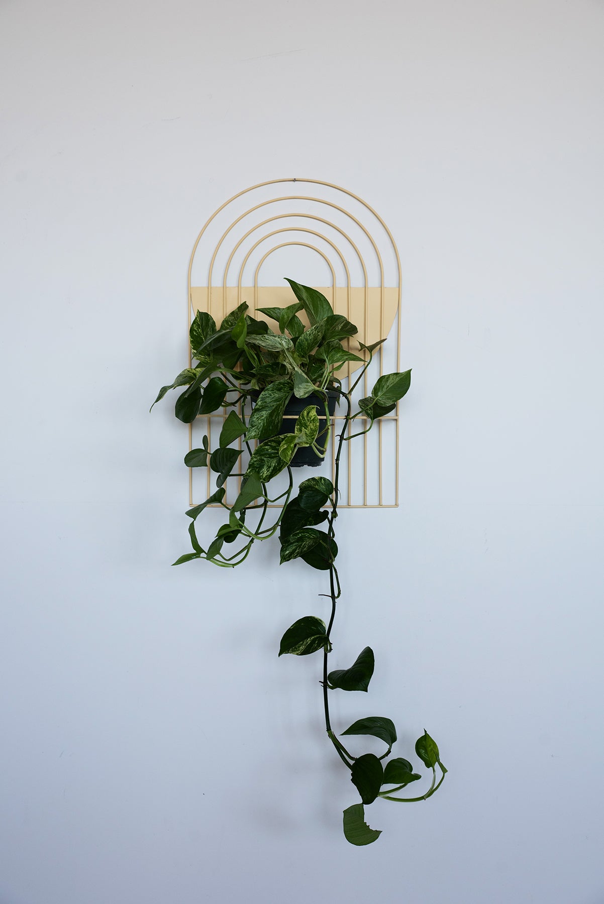 Arches Wall Planter - Wall Planters from WILDEHAUS