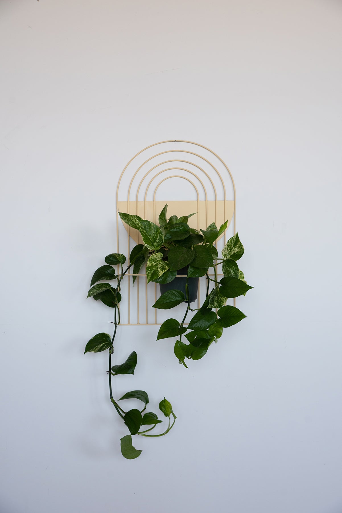 Arches Wall Planter - Wall Planters from WILDEHAUS