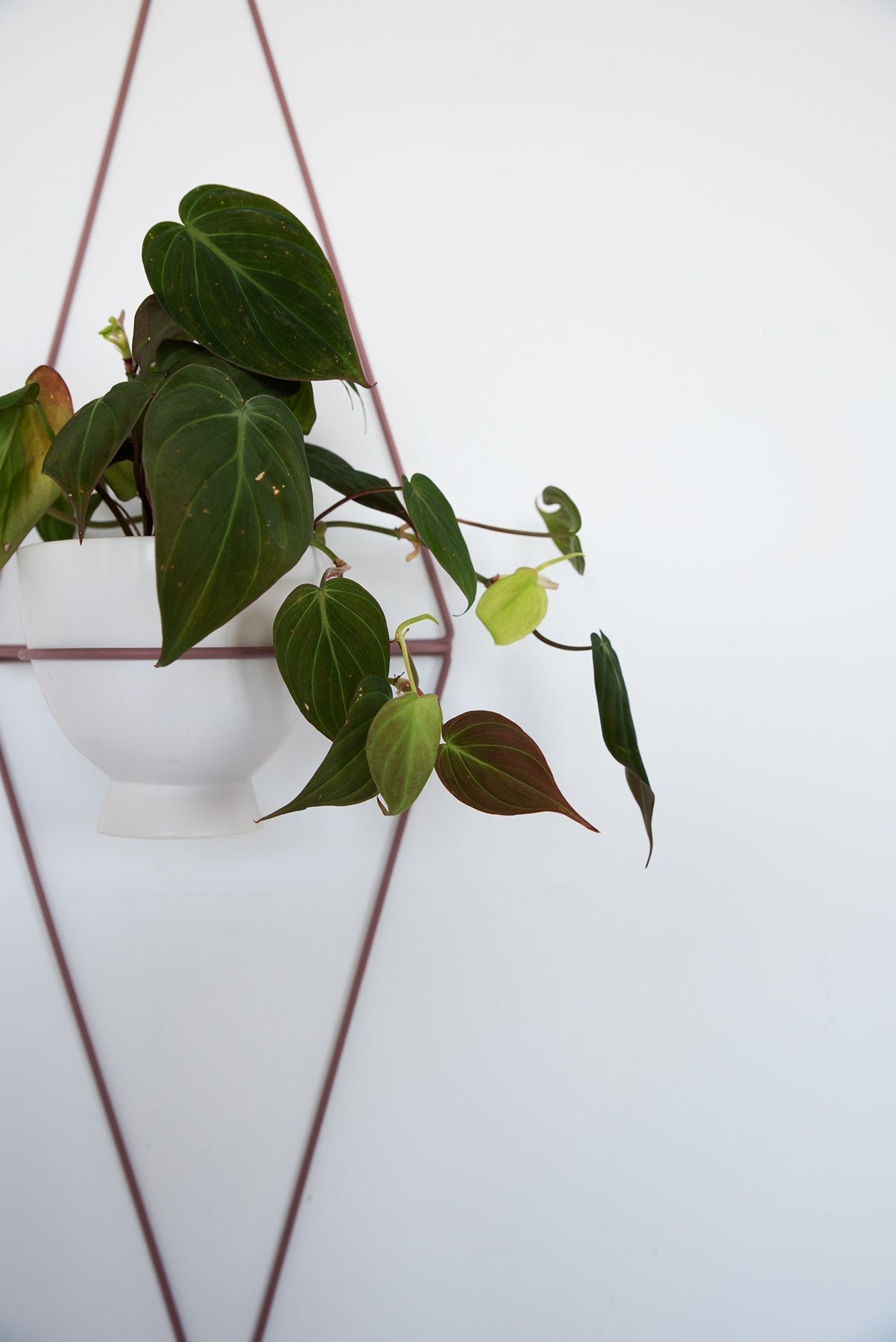 Diamond Eye Wall Planter - Wall Planters from WILDEHAUS