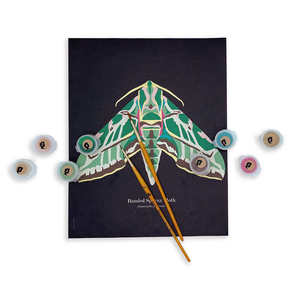 Banded Sphinx Moth | 8x10 paint-by-number kit - Paint-by-Number Kit from Elle Crée