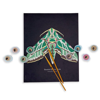 Banded Sphinx Moth | 8x10 paint-by-number kit - Paint-by-Number Kit from Elle Crée