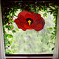 red poppy stained glass pattern, instant pdf download, shown hanging in a window with ivy