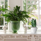 Original stained glass pattern for snake plant leaves plant stems, instant PDF download, shown on windowsill with plant